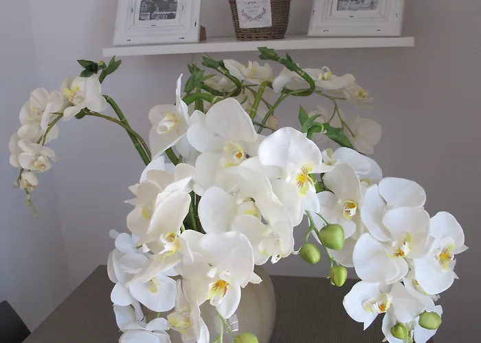 Guest House Suite 3* Ольбия